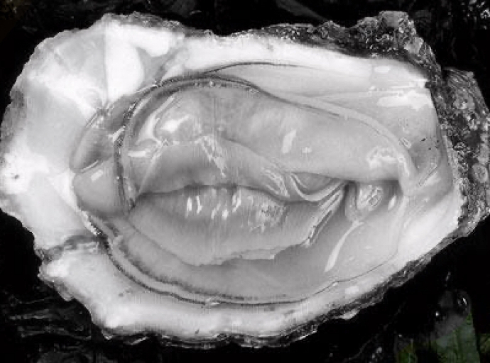 Le cri de l'huitre