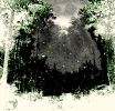 Forêt sonore